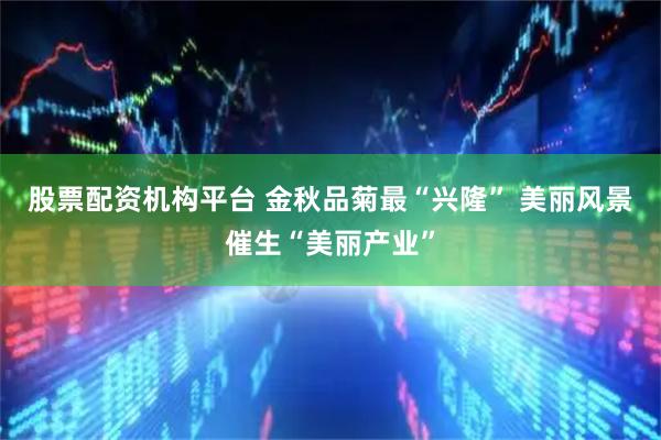 股票配资机构平台 金秋品菊最“兴隆” 美丽风景催生“美丽产业”